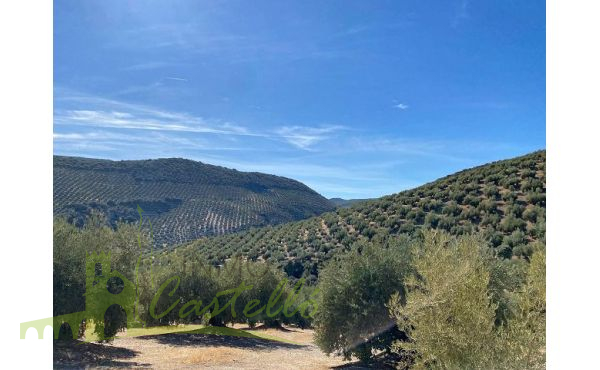 Campos de Olivos