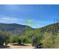 Campos de Olivos