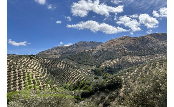 Campos de olivos