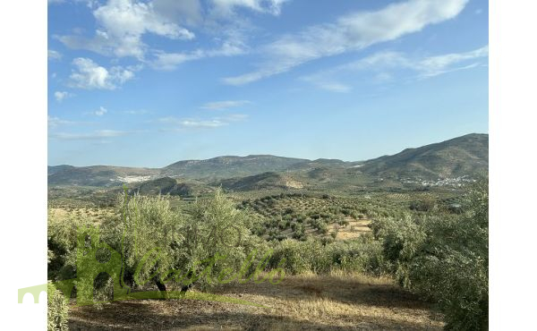 Campos de olivos