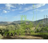 Campos de olivos