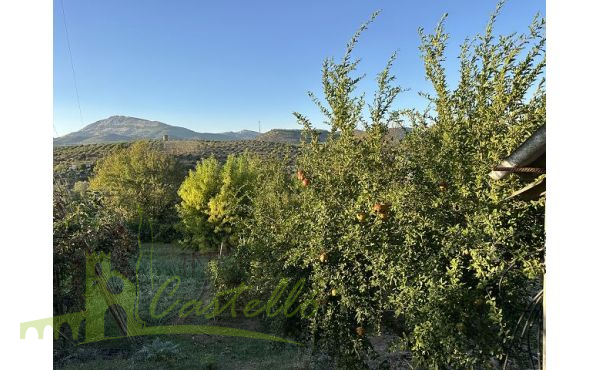 Huerta con arboles frutales
