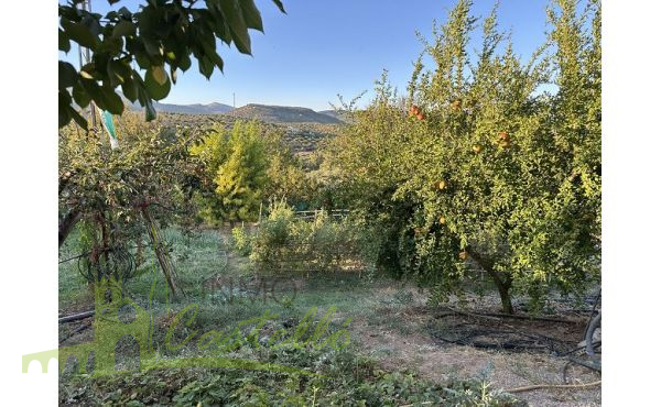 Huerta con arboles frutales